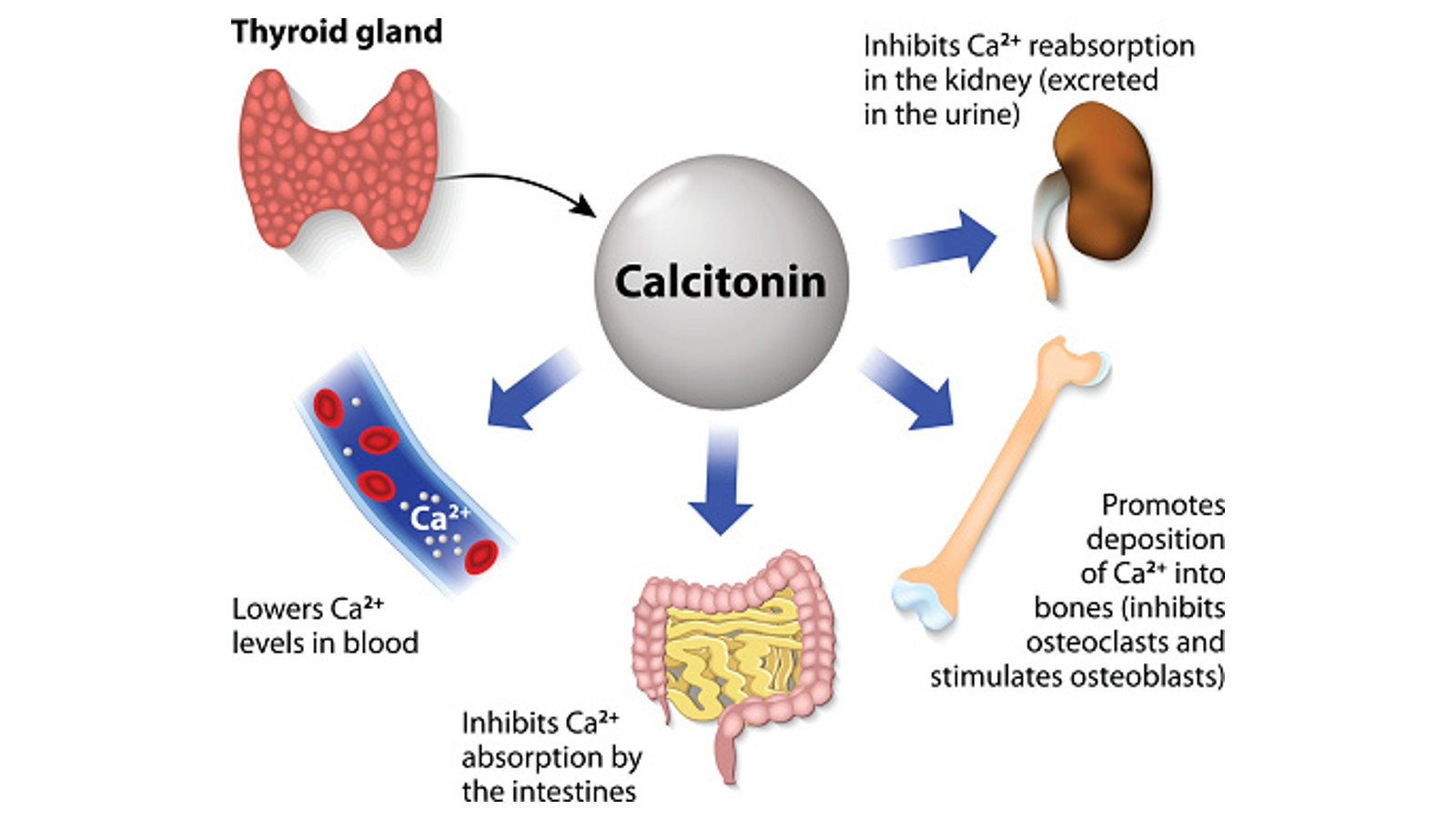 Kalsitonin